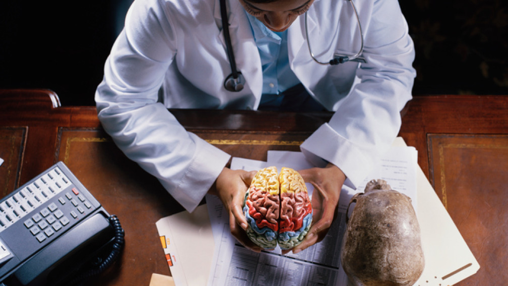 Un chercheur tient dans ses mains une reproduction d'un cerveau humain