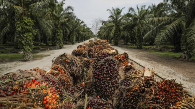 Palmöl wird in Lastwagen über Plantage transportiert