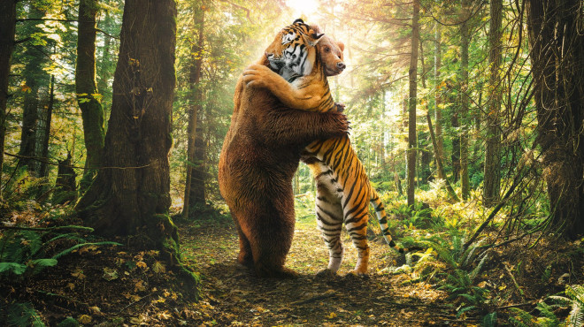 Bär und Tiger umarmen sich - Sujet für das Ja zum Freihandelsabkommen mit Indonesien