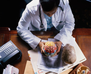 Un chercheur tient dans ses mains une reproduction d'un cerveau humain